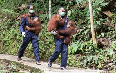 SOCP Berupaya Cegah Orang Utan Sumatra Tertular Covid-19