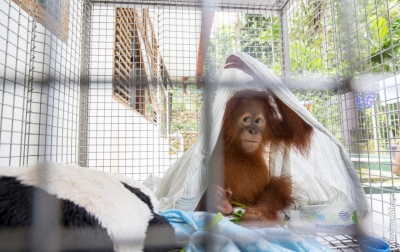 Langkah Antisipatif Dilakukan Cegah Orang Utan Sumatra Tertular Covid-19