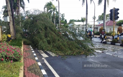 Diterjang Angin Kencang, Pohon di Samping Rumah Dinas Gubsu Tumbang