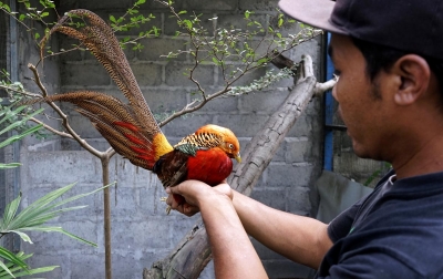 Foto: Budidaya Ayam Hias Pheasant