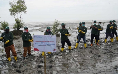 Lestarikan Pesisir, Pertamina Tanam 1.000 Bibit Mangrove