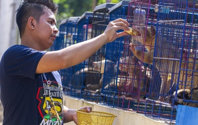 Foto: Penangkaran Musang Pandan