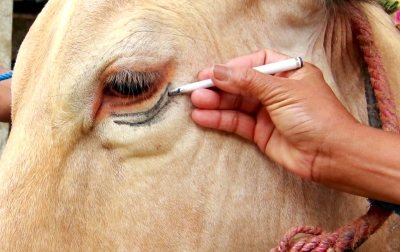 Foto: Tradisi Merias Hewan Kurban