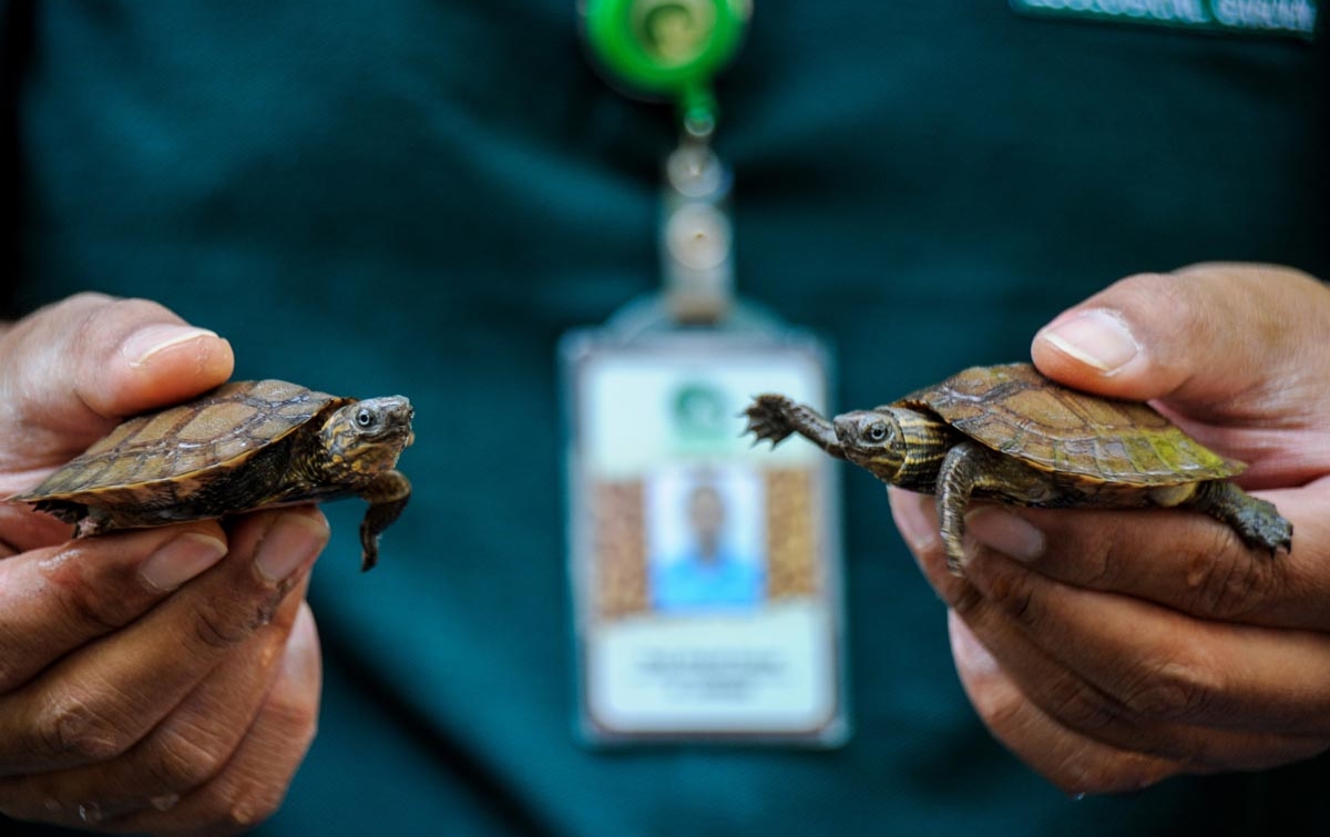 Foto: Kelahiran Kura-kura Ceper