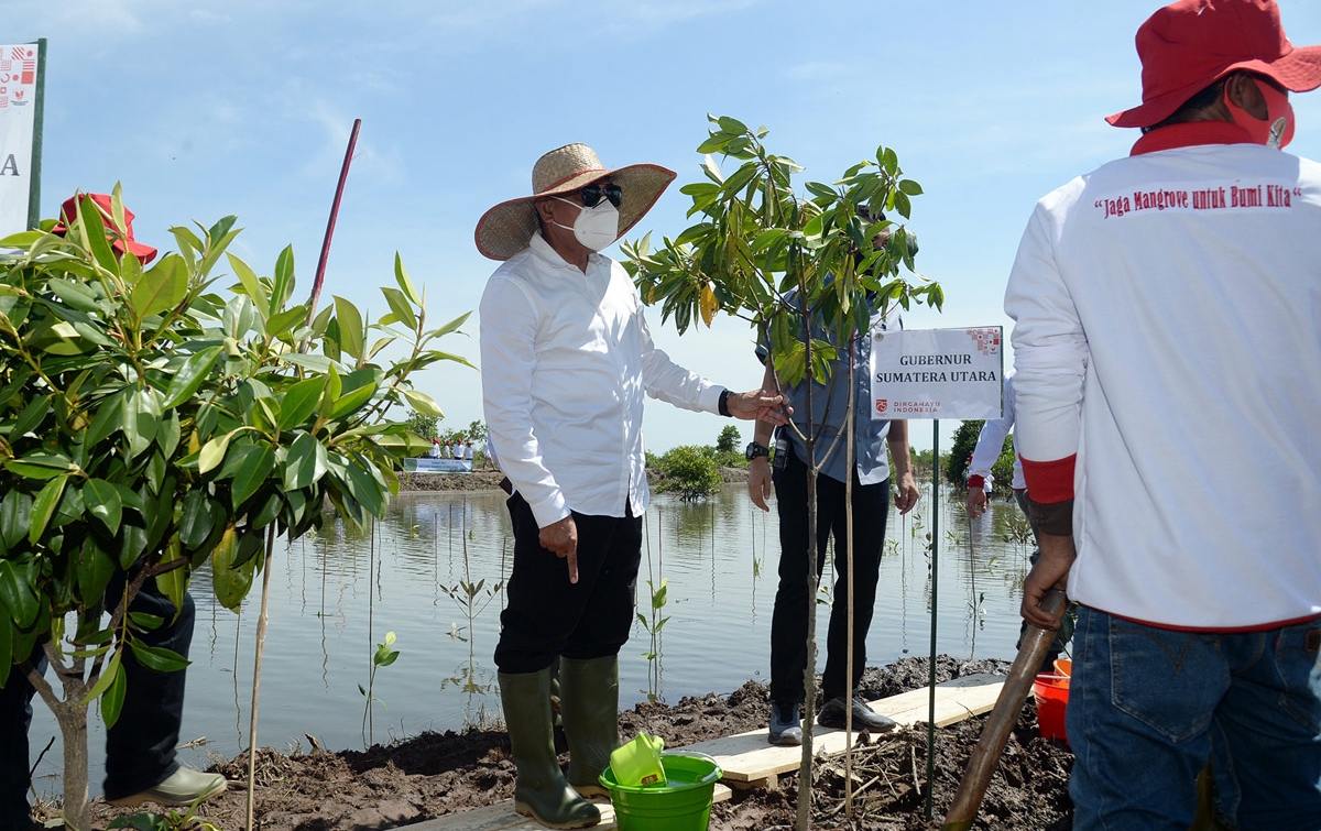 Rehabilitiasi Mangrove Sebagai Upaya Selamatkan Alam