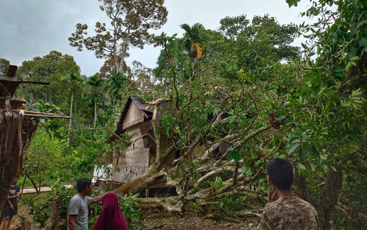 Satu Warga Meninggal Dunia Setelah Tertimpa Pohon