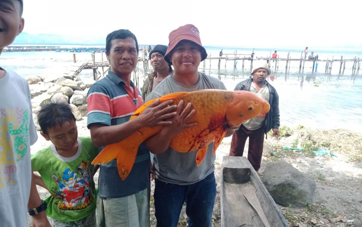 Ikan Mas Berbobot 15 Kilogram Didapat di Danau Toba