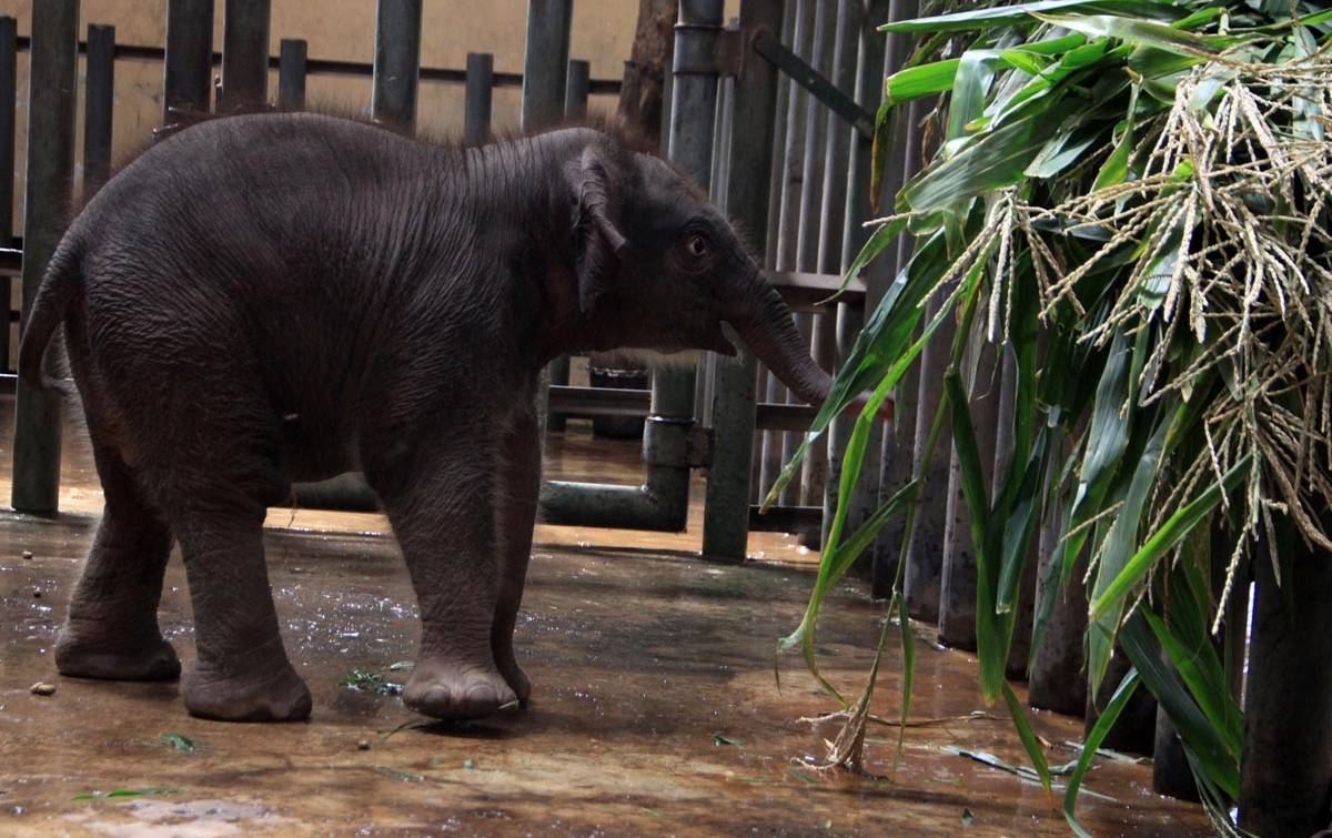 Foto: Kelahiran Anak Gajah Sumatera