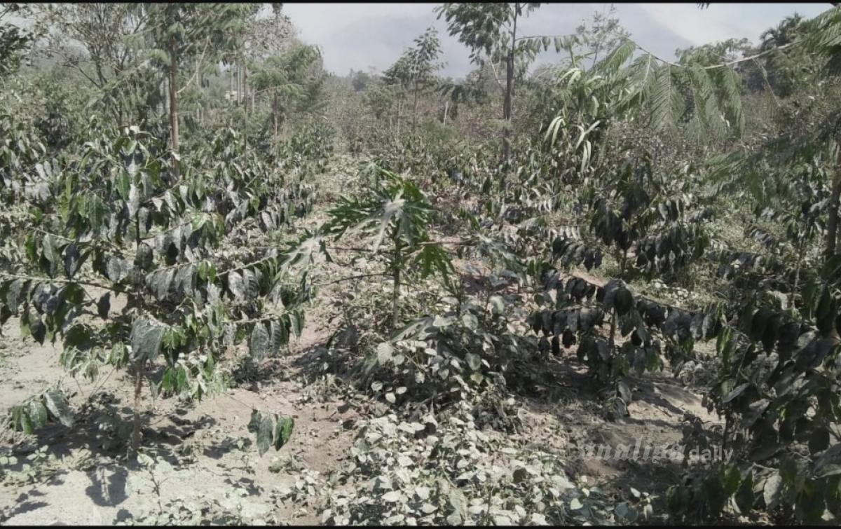 Gubsu Akan Buat Skenario Untuk Lahan Pertanian Terdampak Erupsi Sinabung