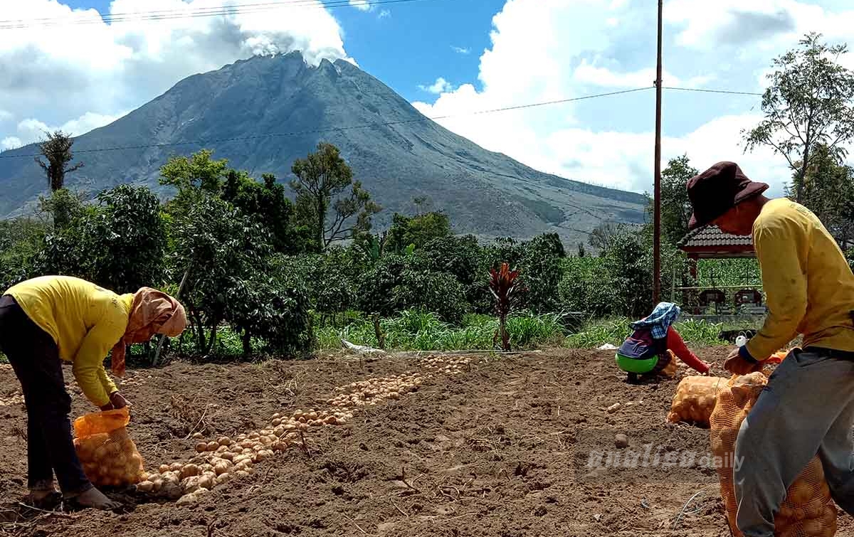 Petani di Lereng Gunung Sinabung Panen Muda
