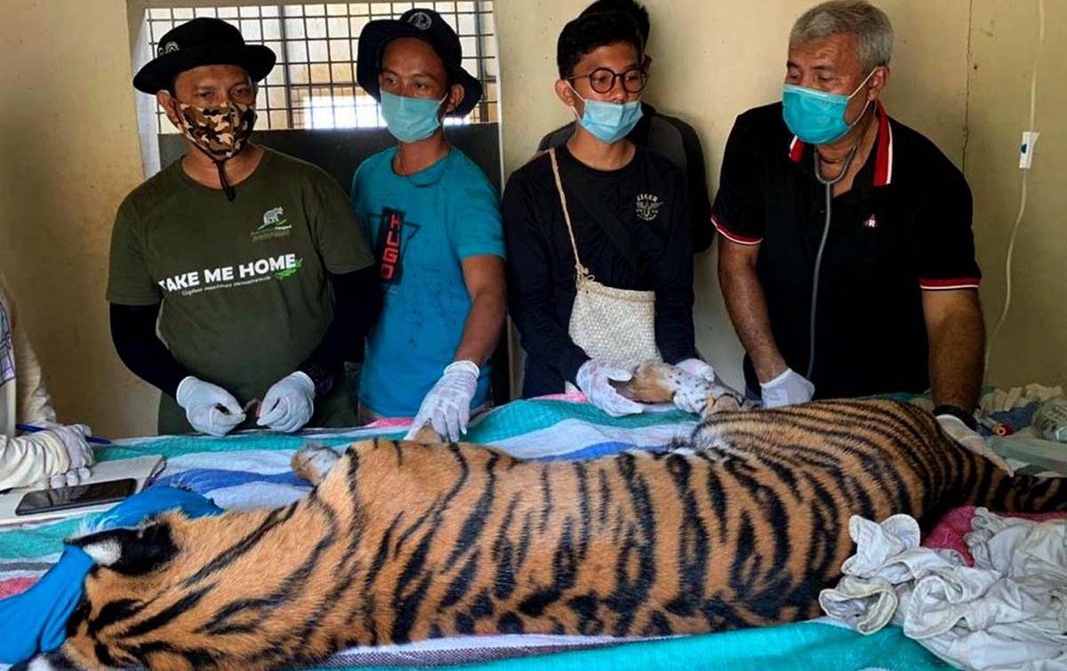 Harimau yang Ditangkap Tim BBKSDA di Tapsel Alami Anemia