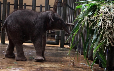 Foto: Kelahiran Anak Gajah Sumatera
