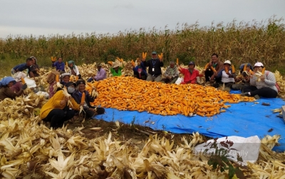 PT TPL dan Masyarakat Panen Jagung Perdana di Sipahutar