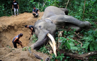 Foto: Gajah Jinak Mati Mendadak