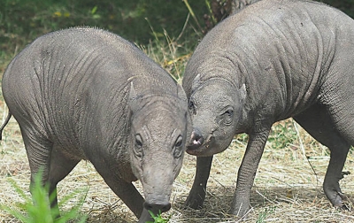 Babi Paling Jelek di Dunia Tiba di Kebun Binatang London