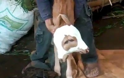 Sapi Kepala Dua Lahir di Desa Pondok Wuluh