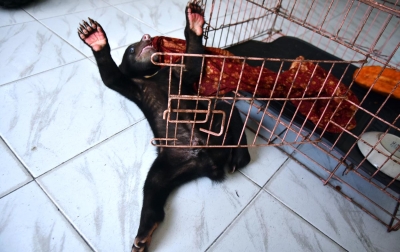 Foto: Evakuasi Anak Beruang Lumpuh