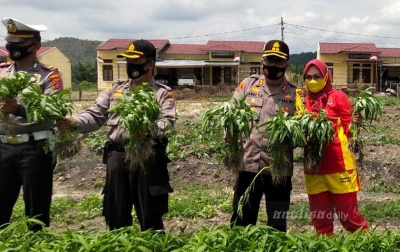 Jaga Ketahanan Pangan, Polres Palas Panen Perdana