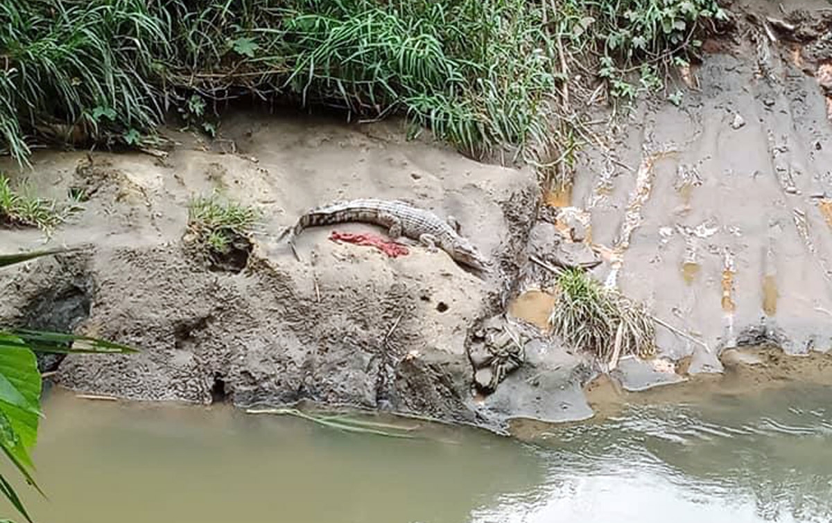 BKSDA Sumut Telusuri Keberadaan Buaya di Sungai Deli