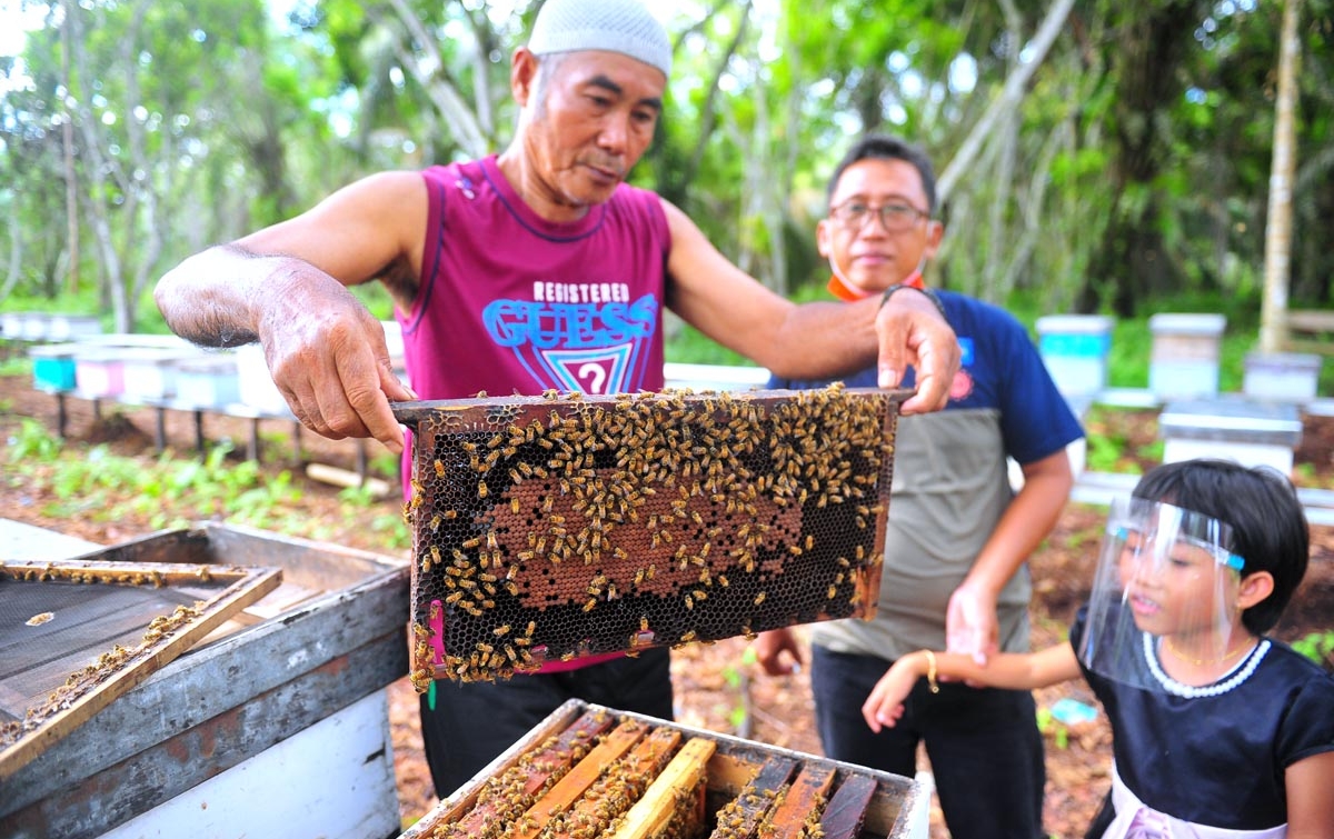 Foto: Budidaya Ternak Lebah - Nasional - AnalisaDaily.com