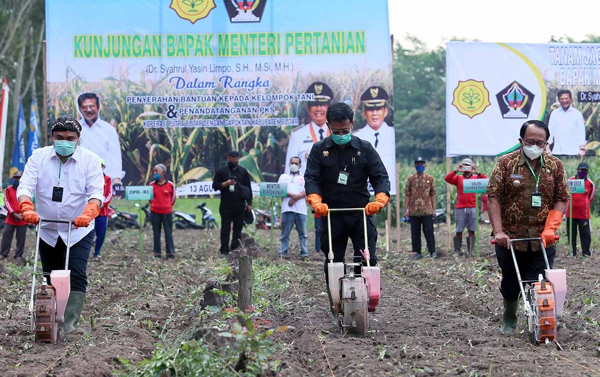 Mentan: Tanam Singkong Bukan Program Kami di Food Estate