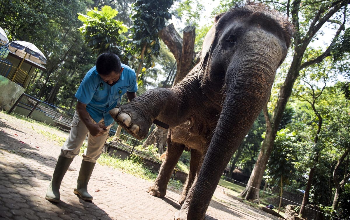 Foto: Perawatan Kaki Gajah - Nasional - AnalisaDaily.com