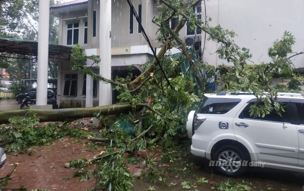 Hujan Deras Sebabkan Pohon di Kantor BBKSDA Sumut Tumbang dan Timpa Mobil