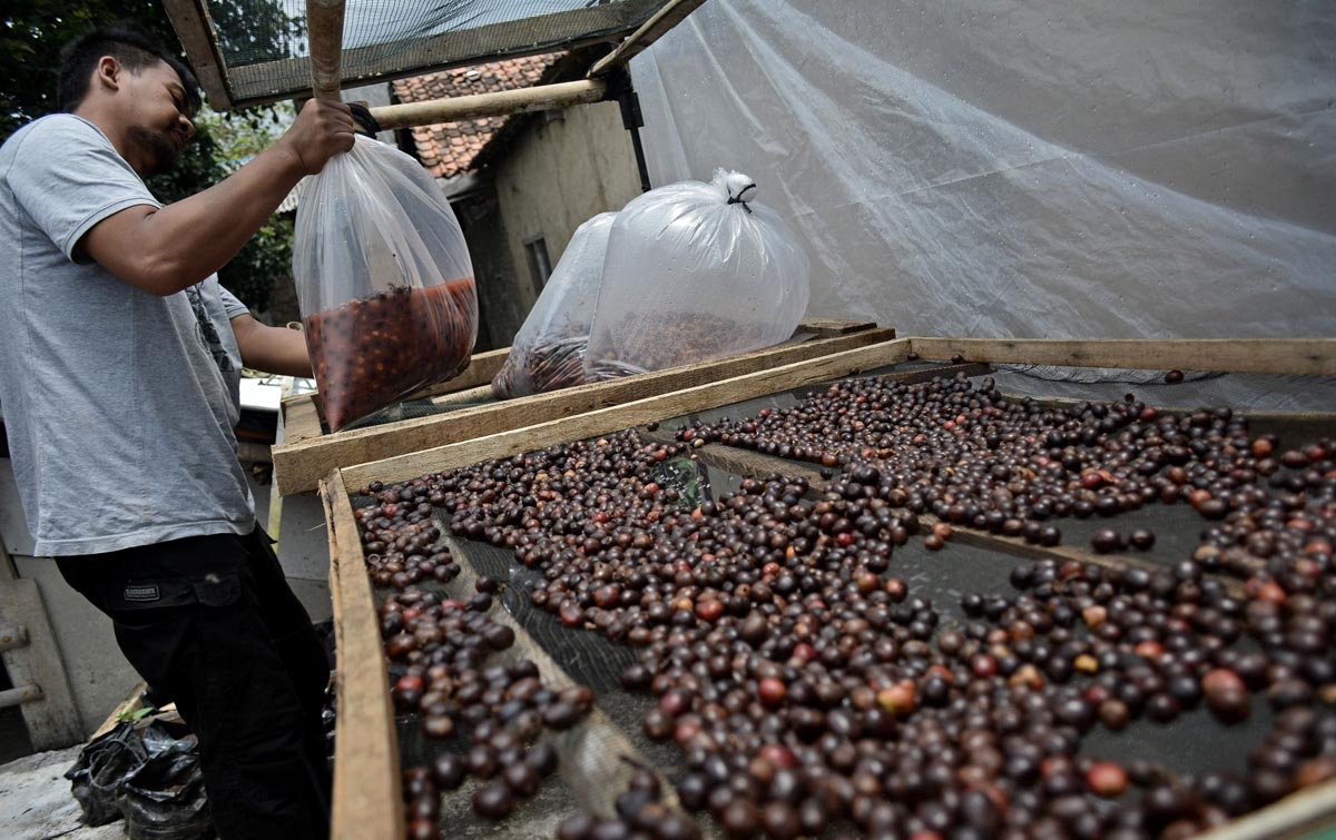 Foto: Produksi Kopi Wine