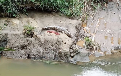 Buaya di Sungai Deli, Kemungkinan Peliharaan Warga Lepas