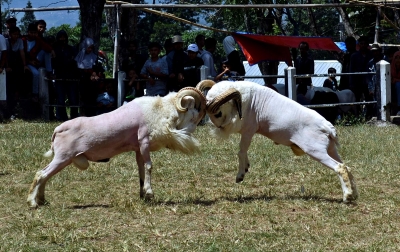 Foto: Tradisi Adu Domba
