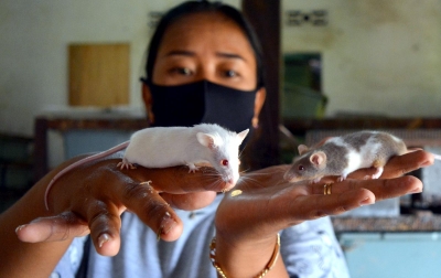 Foto: Budidaya Tikus Putih