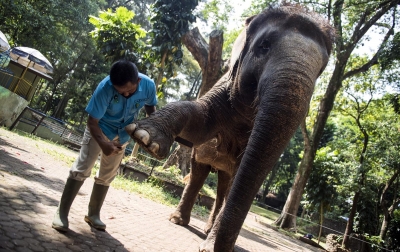 Foto: Perawatan Kaki Gajah