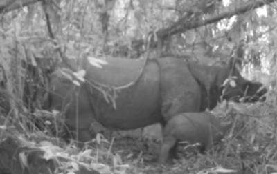 2 Anak Badak Jawa di Taman Nasional Ujung Kulon Lahir