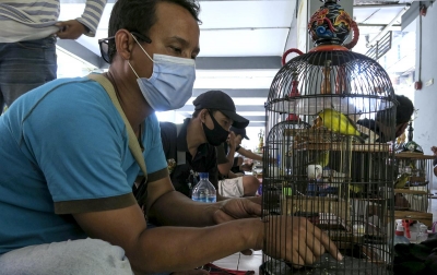 Foto: Lomba Burung Pleci