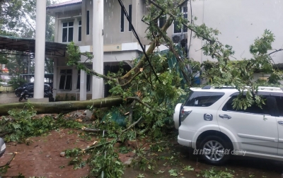 Hujan Deras Sebabkan Pohon di Kantor BBKSDA Sumut Tumbang dan Timpa Mobil