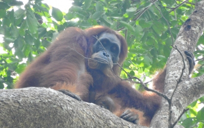 Bayi Orang Utan Ketiga Lahir di Pusat Reintroduksi Jantho