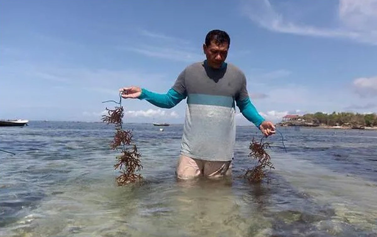 Warga Lembongan Kembali Budidayakan Rumput Laut