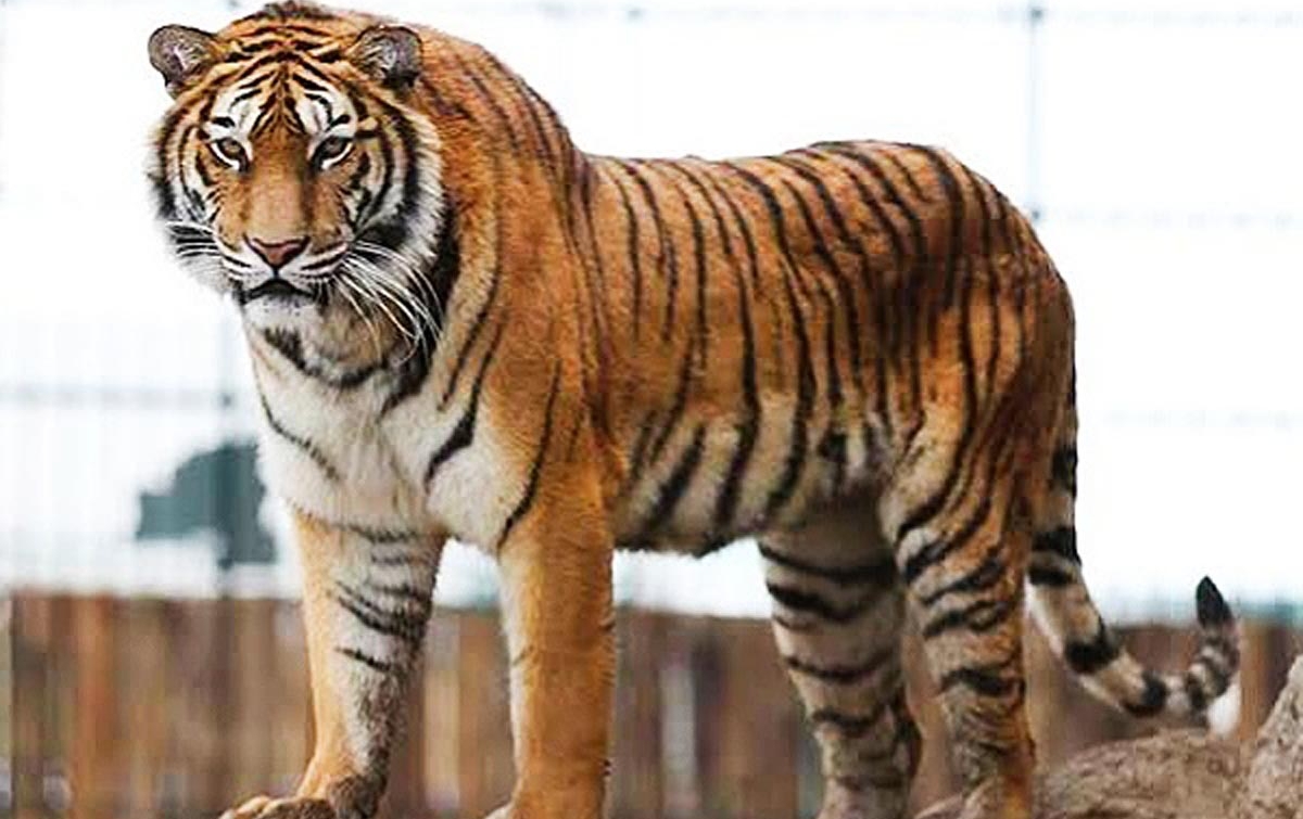Harimau Muncul di Desa Jaranguda, Masyarakat dan Pendaki Diimbau Waspada