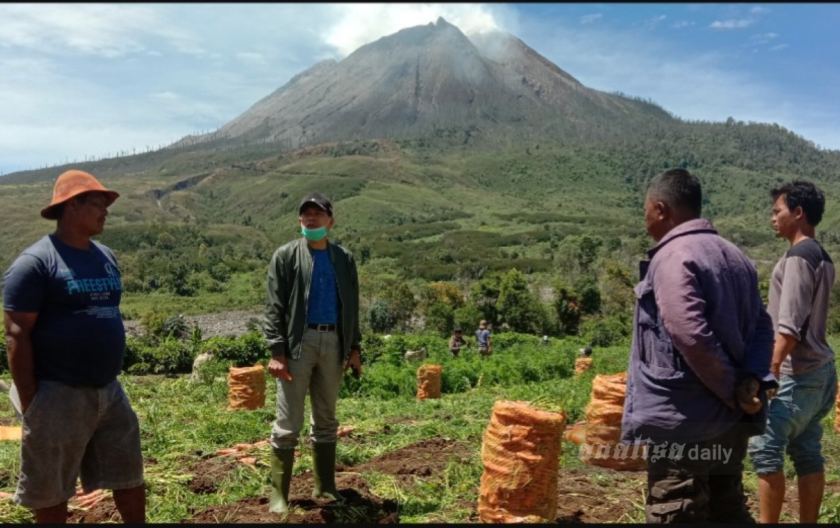 Petani Wortel di Karo Mengeluh Harga Anjlok