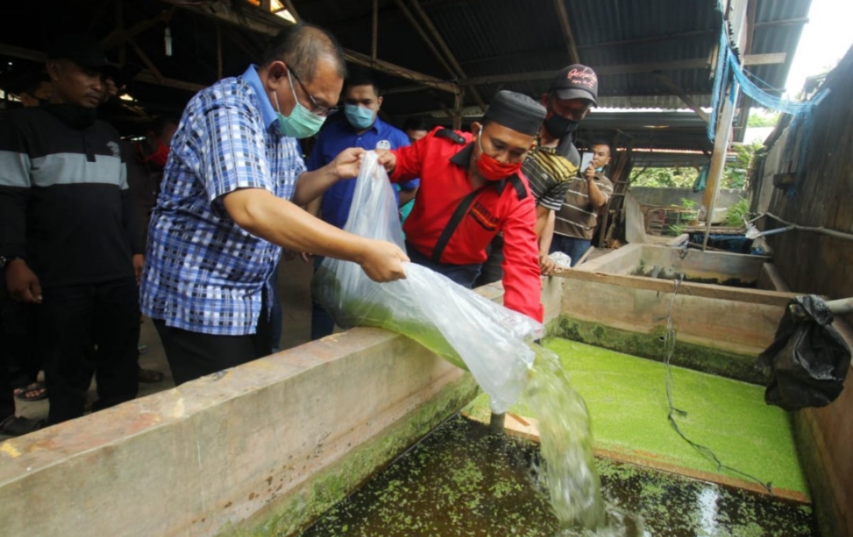 Akhyar Bersama Relawan Bagikan Bibit Ikan Kepada Warga