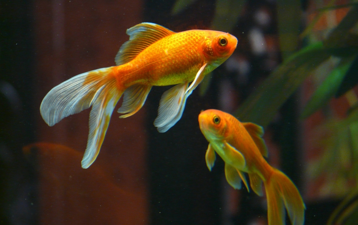 Tips Penempatan Aquarium yang Benar di Rumah Menurut Feng Shui
