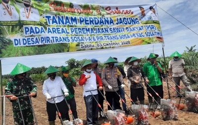 Ali Sutan Tanam Jagung dan Padi di Lahan PSR