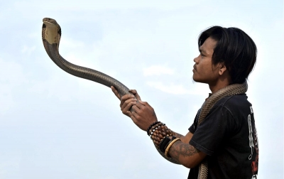Foto: Latihan Atraksi Ular Kobra