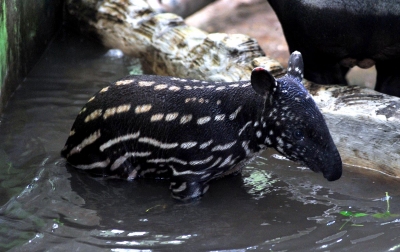 Foto: Kelahiran Anak Tapir