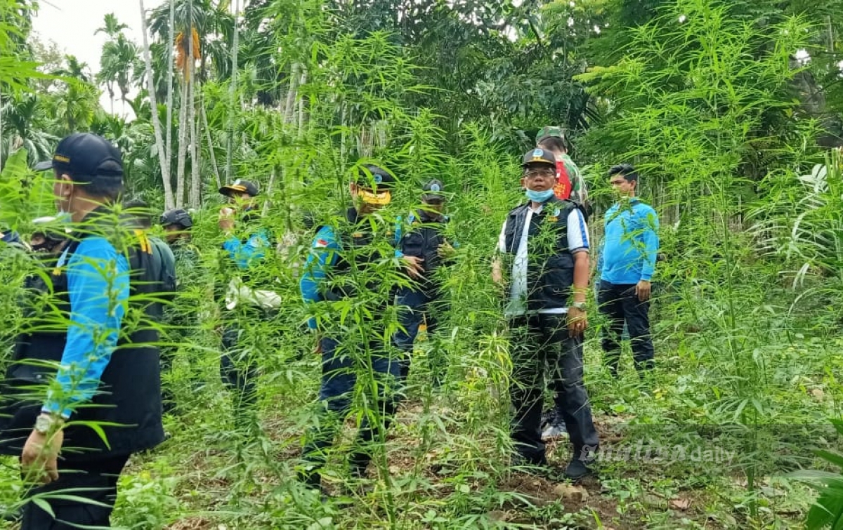 Tanaman Ganja Seluas 5 Hektar Dimusnahkan