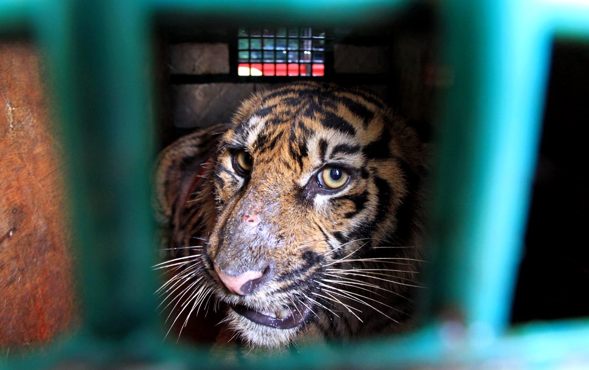 Foto: Pelepasliaran Harimau Sumatera