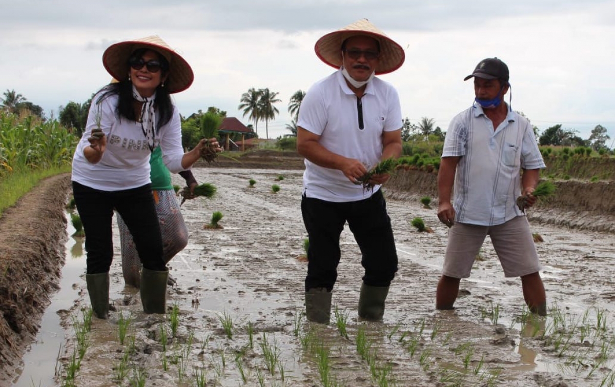 Sapa Warga Kampung Matio, Asner Silalahi Turun ke Sawah Menanam Padi