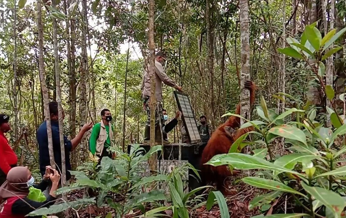 Orangutan Tapanuli Dilepasliarkan ke Cagar Alam Dolok Sipirok