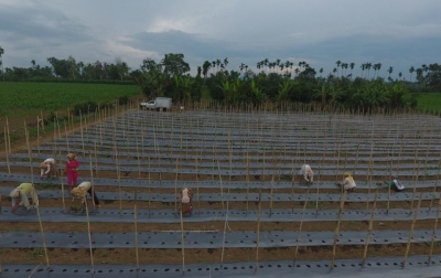Focus Farm, Tempat Rekreasi Sambil Belajar Bisnis Pertanian