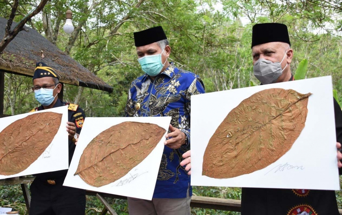 Cerutu Gayo Diluncurkan, Kembalikan Kejayaan 1970-an
